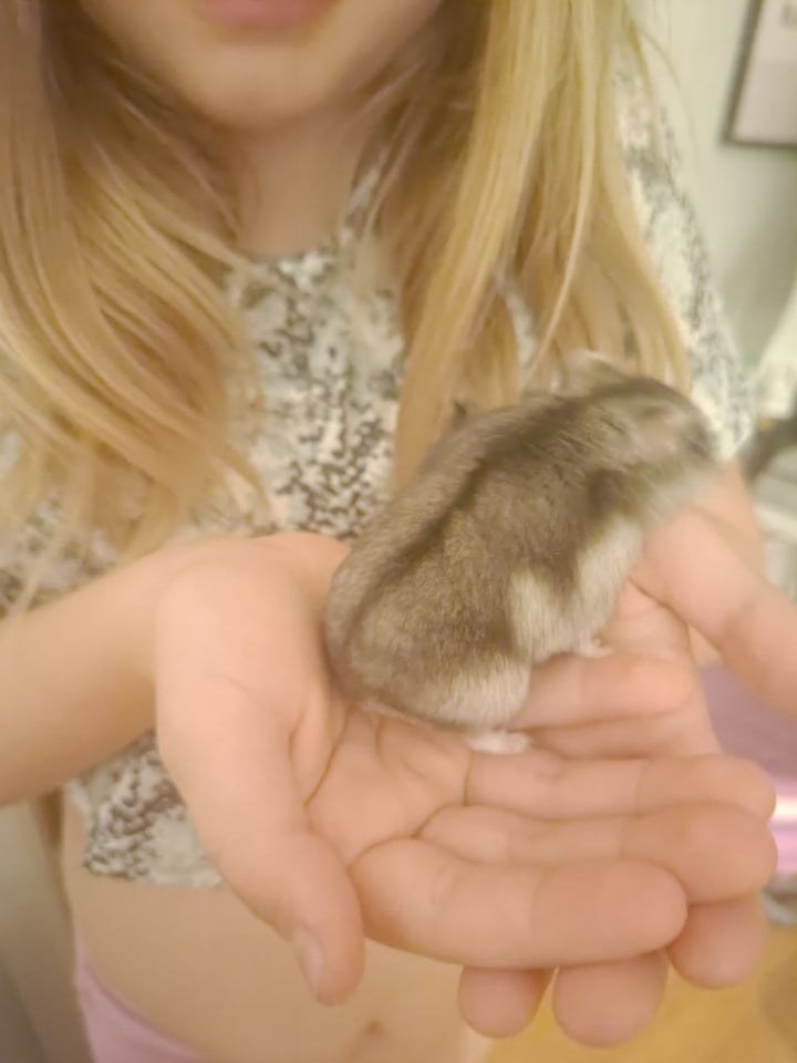 Hamster, Dværghamster, 1 år