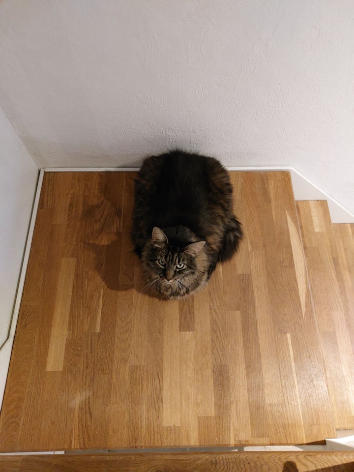 Hunkat, Maincoon, 9 år