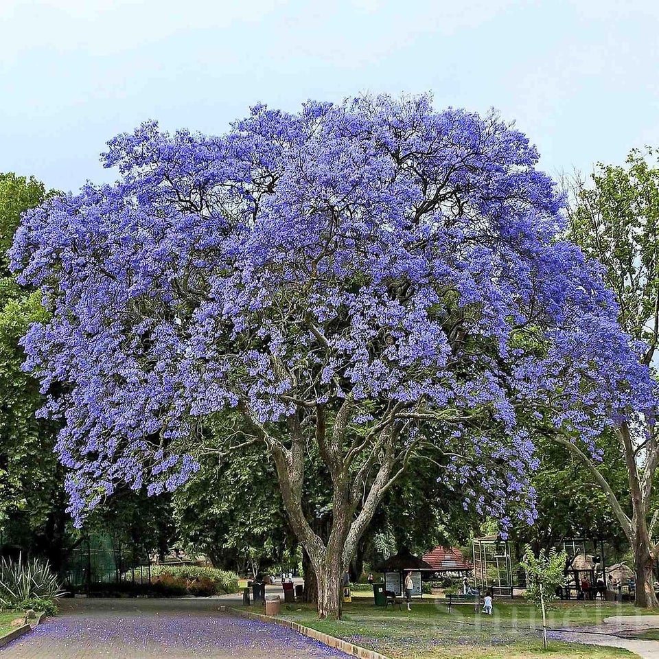 TRÆ, Kejser Træ (Paulownia