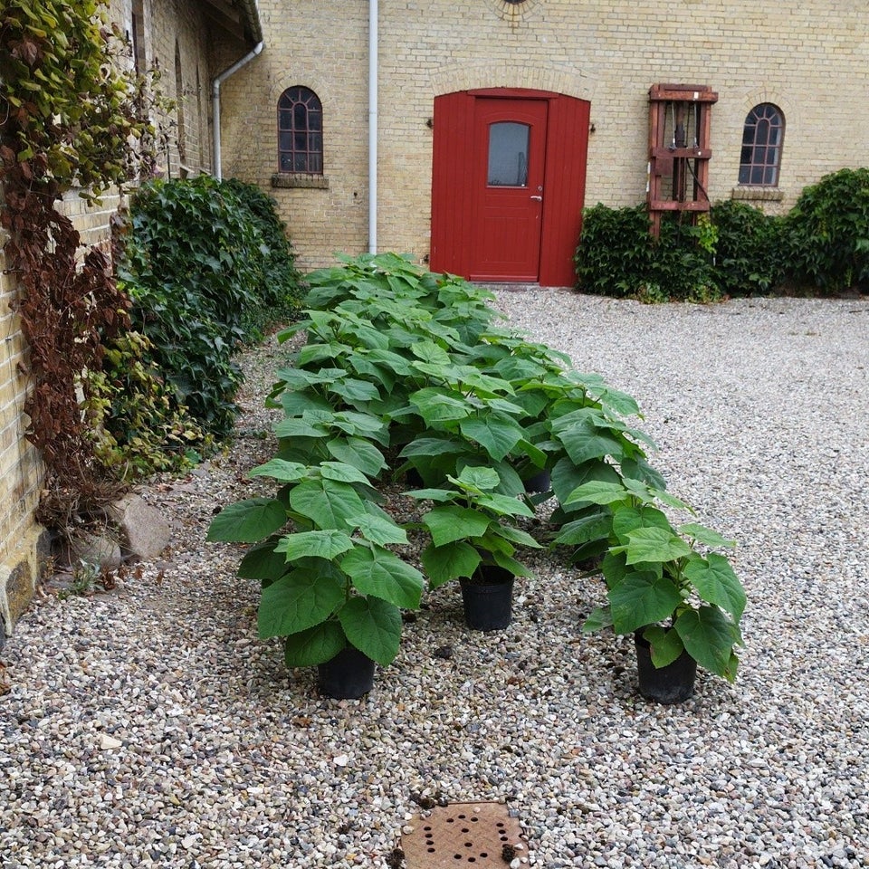 TRÆ, Kejser Træ (Paulownia