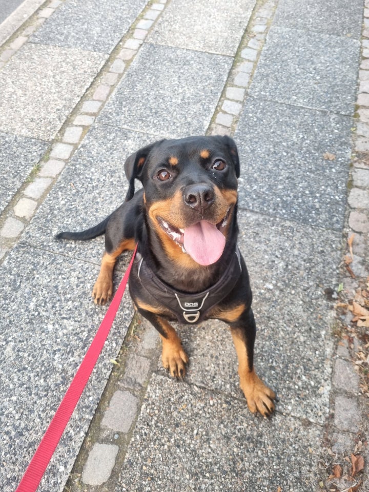 Rottweiler hund 12 mdr