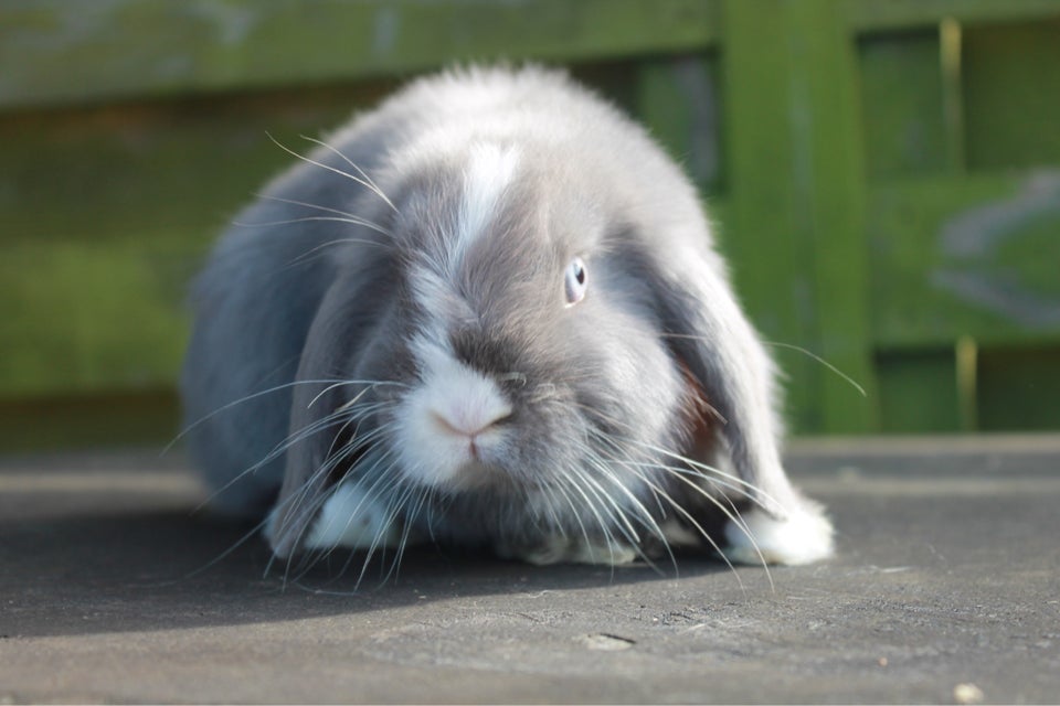 Kanin, Dværgvædder/Mini lop, 0 år