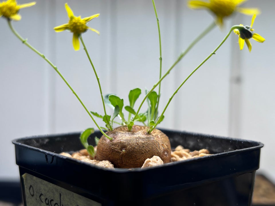 Sukkulent, Othonna cacalioides