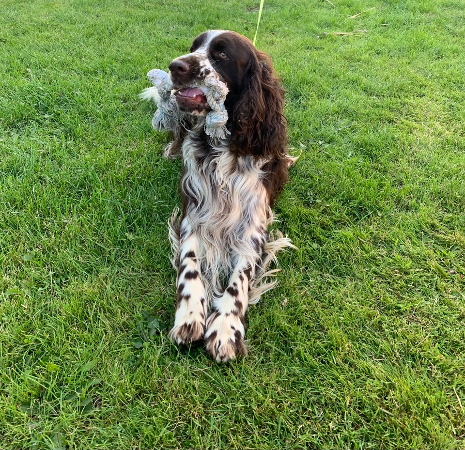 Springer Spaniel hund 3 år