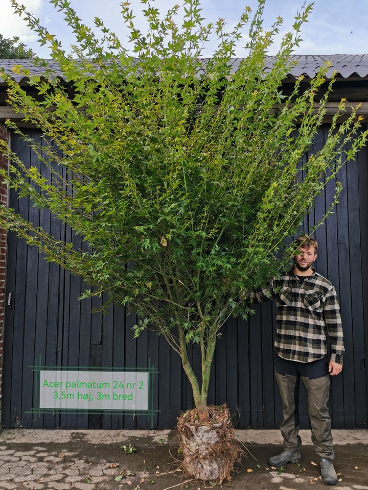 Japansk ahorn, Acer palmatum