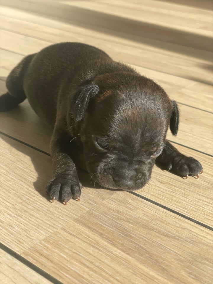 Andet, Staffordshire Bull terrier