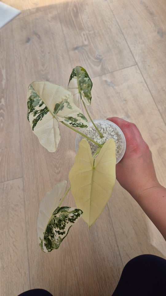 Alocasia, Frydek (variegated)