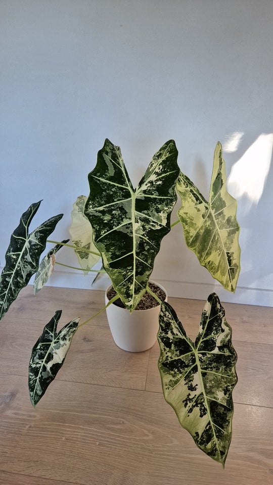 Alocasia, Frydek (variegated)