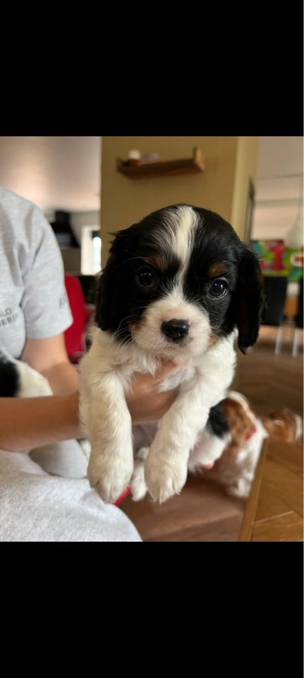 Cavalier King charles spaniel