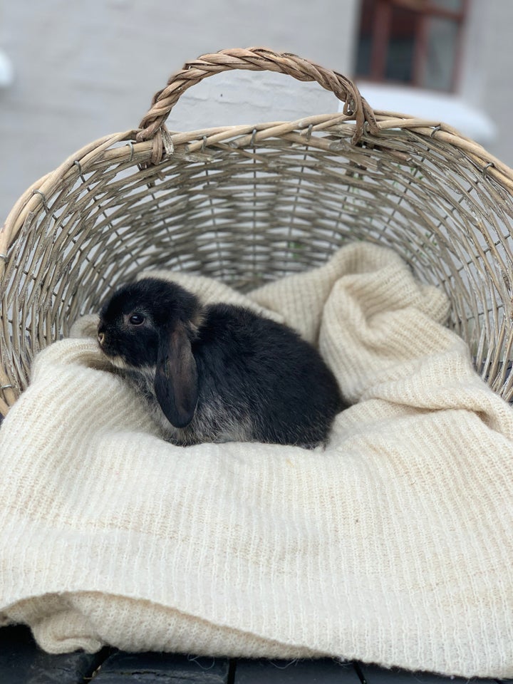 Kanin Mini lop 0 år