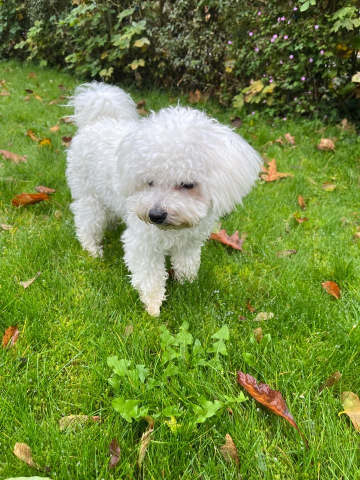 bichon frisé toy, hvalpe, 8 mdr.