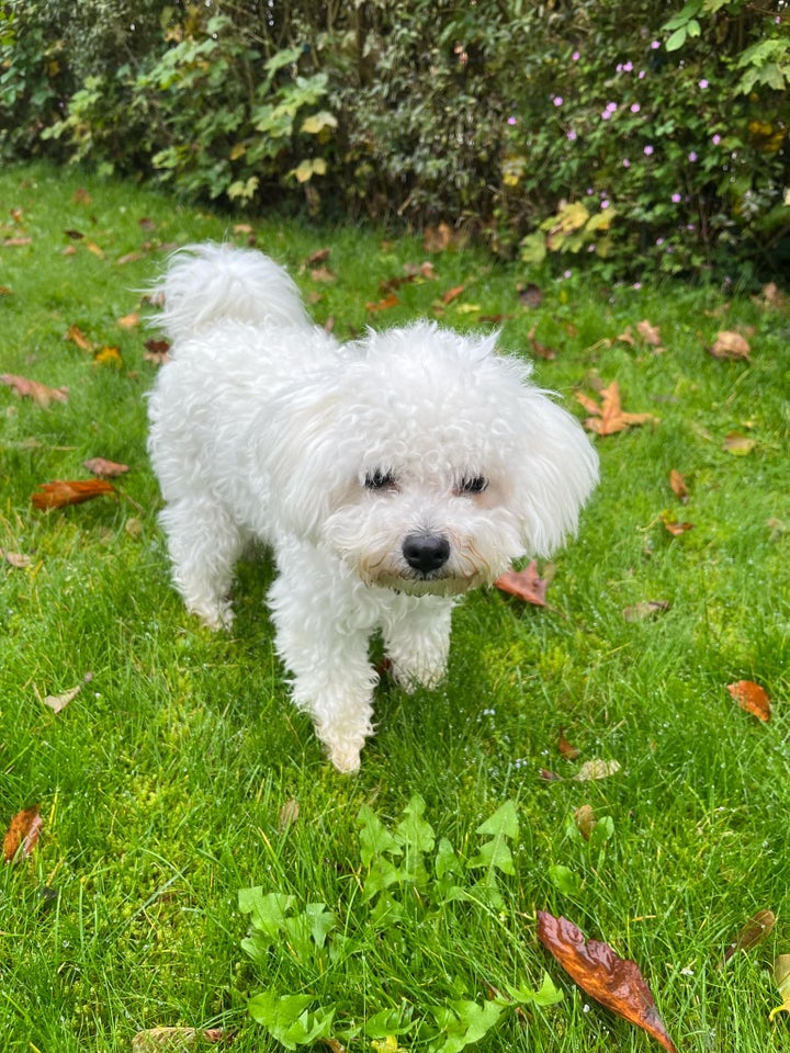 bichon frisé toy, hvalpe, 8 mdr.