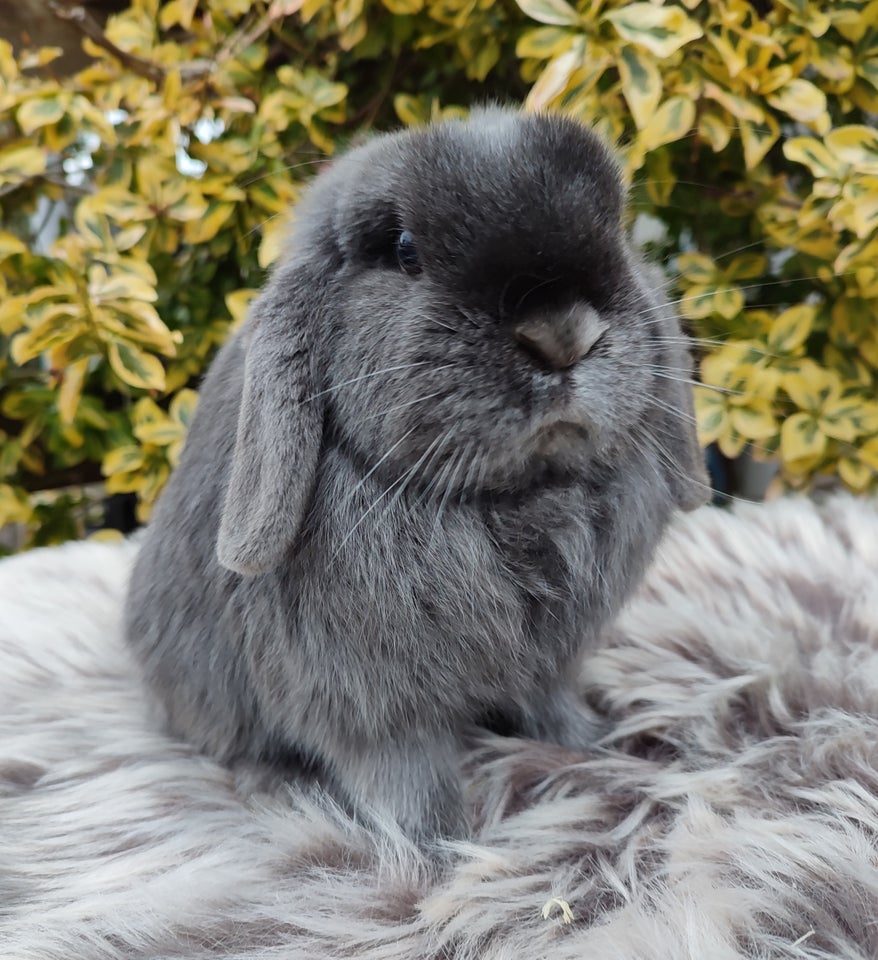 Kanin Minilop mini lop 0 år