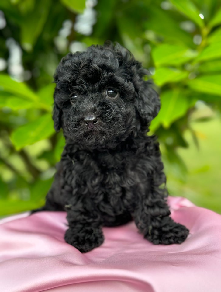 Cockapoo f1b mini hvalpe 7 uger