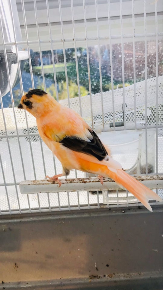 Kanariefugl, Orange, 1 år