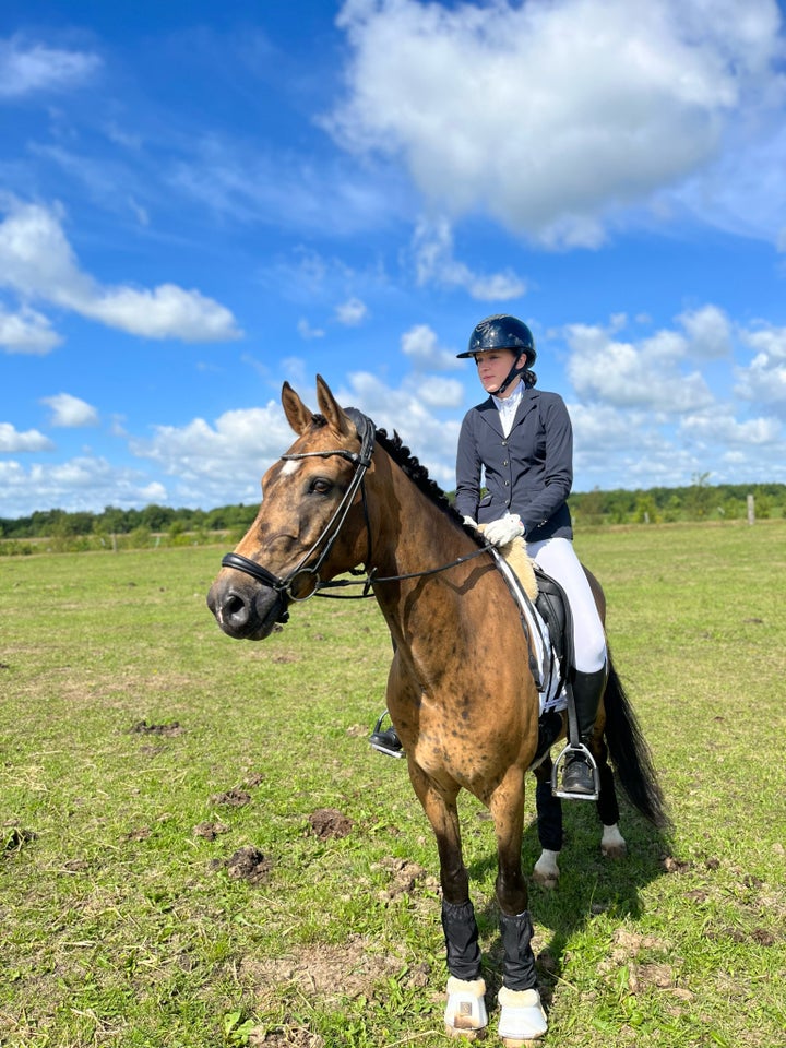 Dansk Sports Pony vallak 9 år