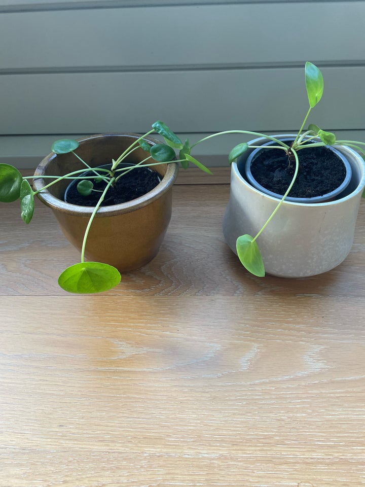 Stueplante, Pilea