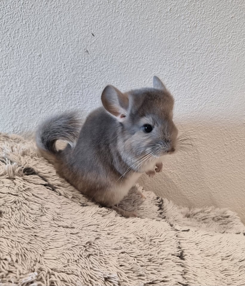 Chinchilla, 0 år