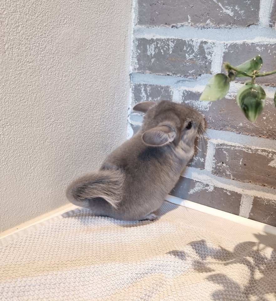 Chinchilla, 0 år