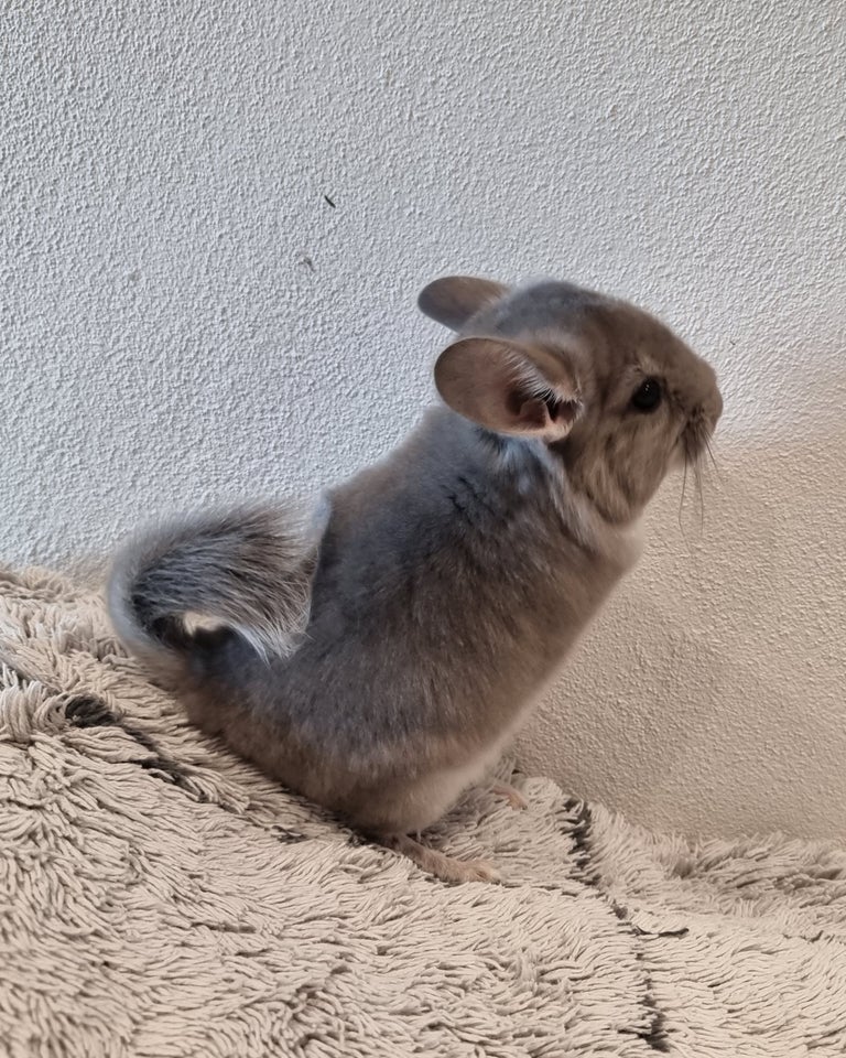 Chinchilla, 0 år