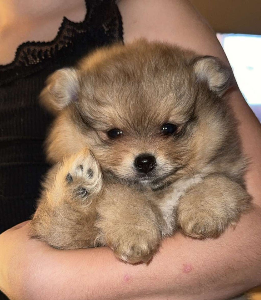 Pomeranian , hvalpe, 8 uger