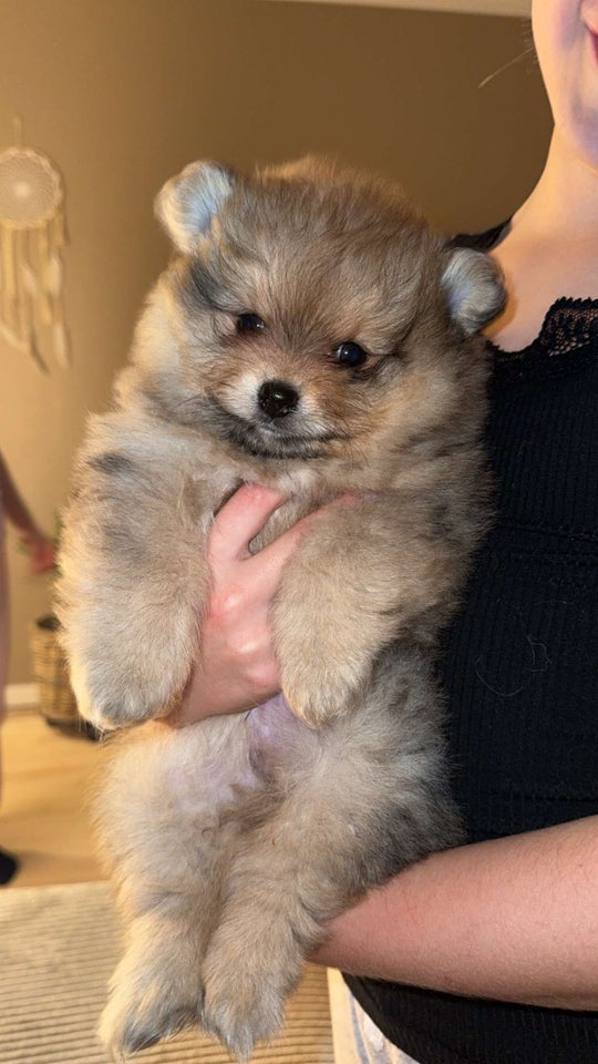 Pomeranian , hvalpe, 8 uger