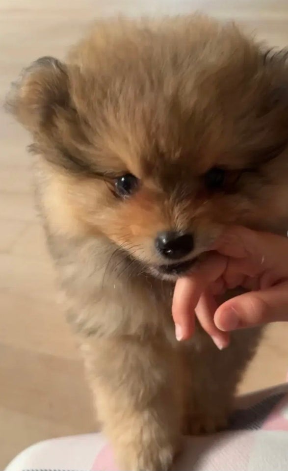 Pomeranian , hvalpe, 8 uger