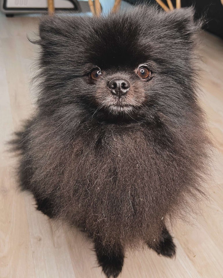 Pomeranian , hvalpe, 8 uger