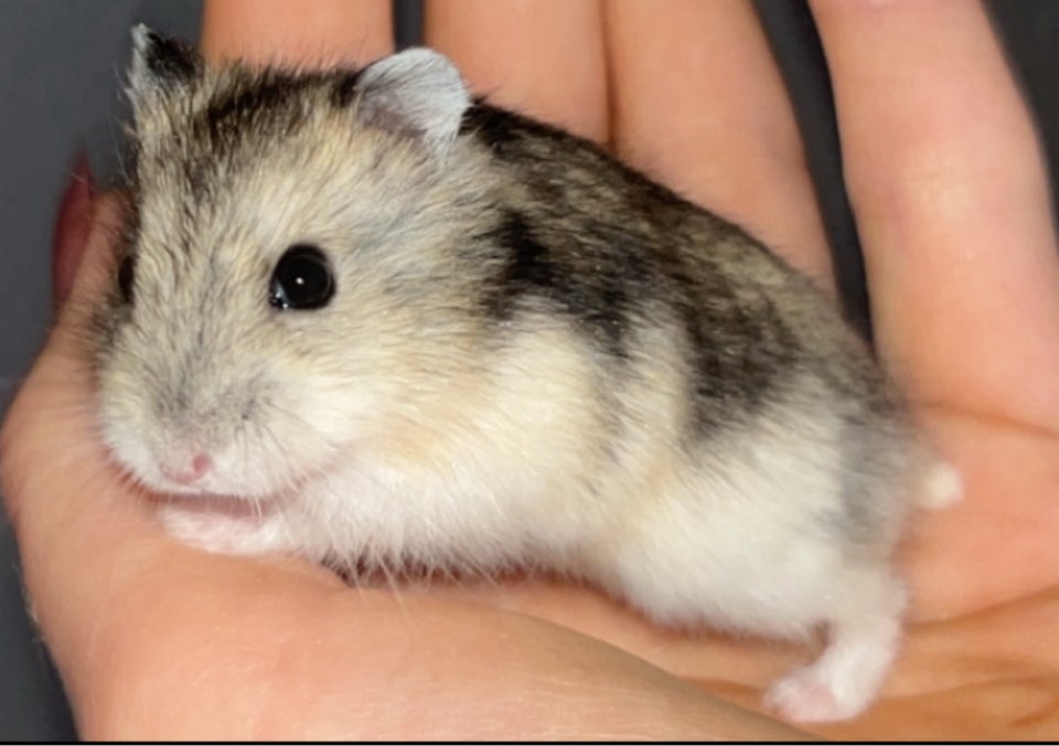 Hamster, Vinterhvid