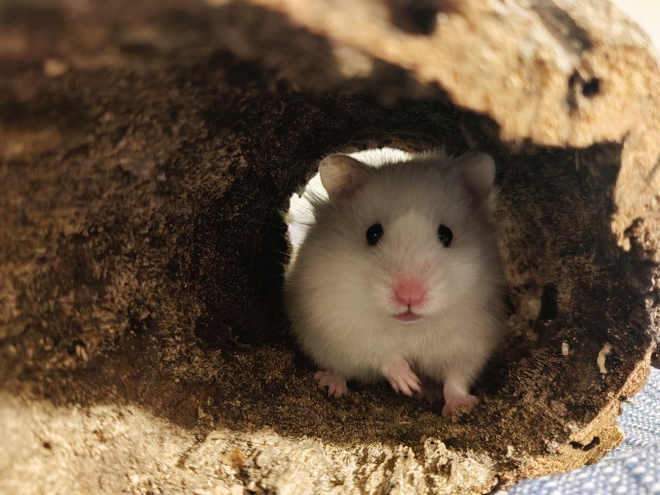 Hamster, Guldhamster, 2 år