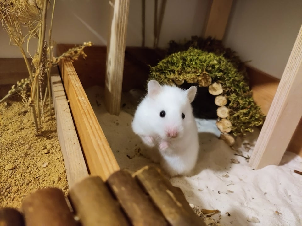 Hamster, Guldhamster, 2 år