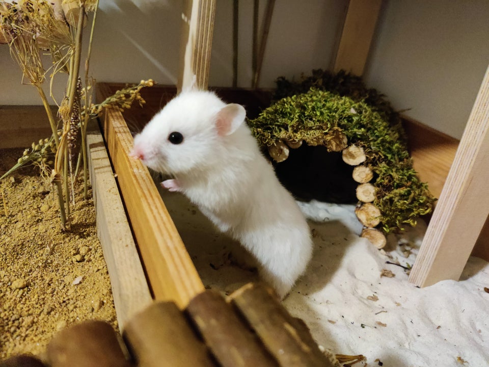 Hamster, Guldhamster, 2 år