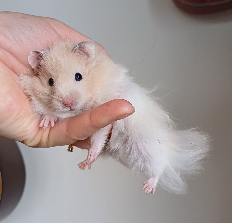 Hamster Guldhamster 0 år