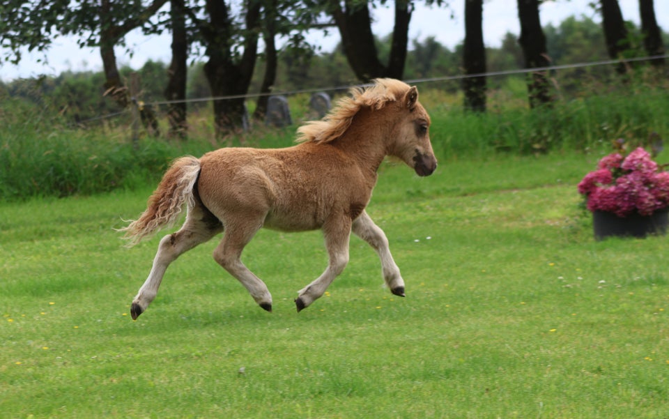 Shetlandspony, hingst, 0 år