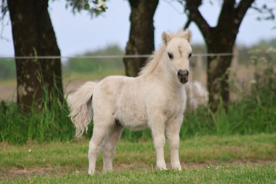 Shetlandspony, hingst, 0 år