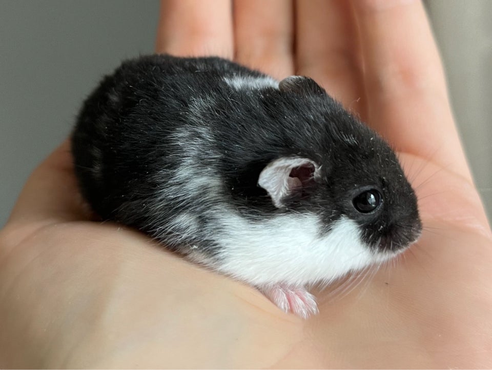 Hamster, Campbell dværghamster , 0