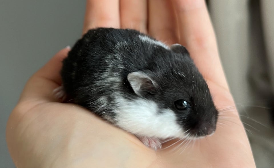 Hamster, Campbell dværghamster , 0