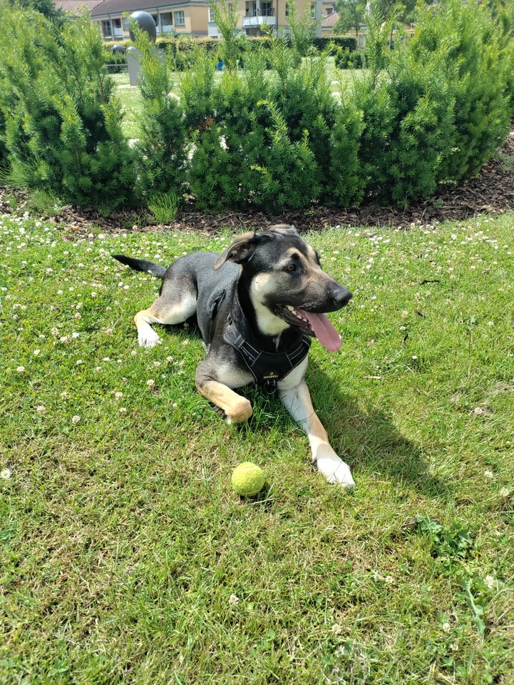 Blanding schæfer og labrador,