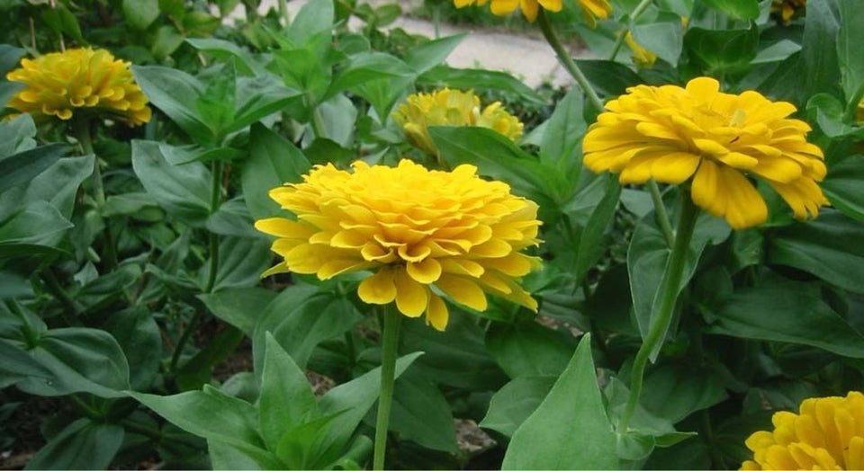 Zinnia - Canary bird - 30 frø