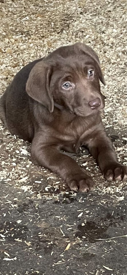 Labrador brun, hvalpe, 7 uger