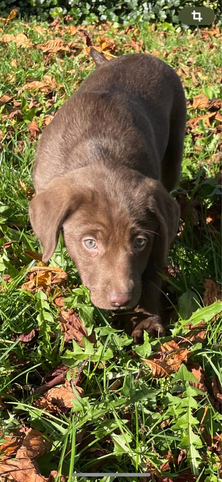 Labrador brun, hvalpe, 7 uger