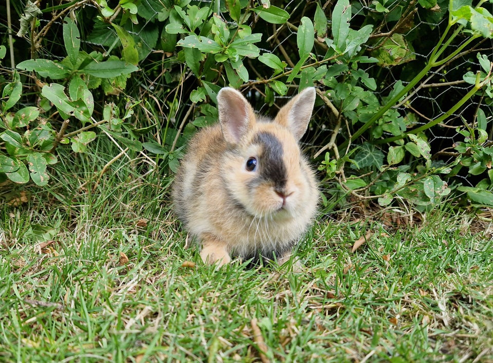 Kanin, Hermelin, 0 år