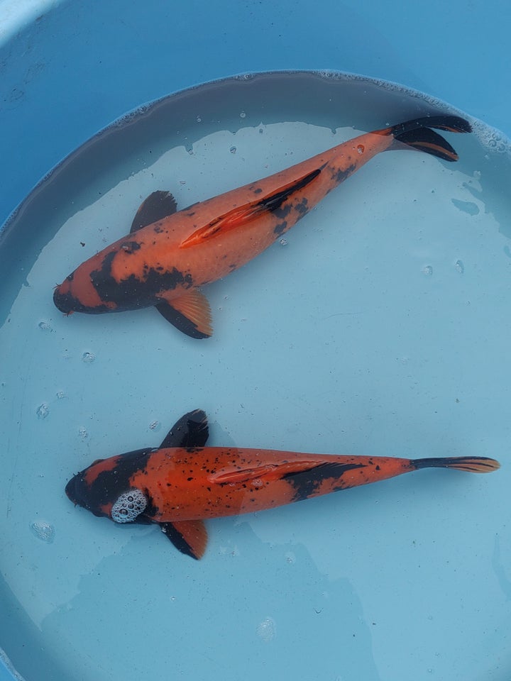 Koi flotte kvalitets koi