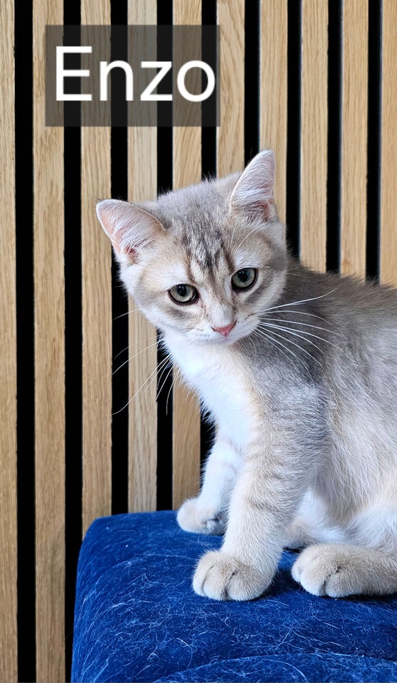 British Shorthair flere