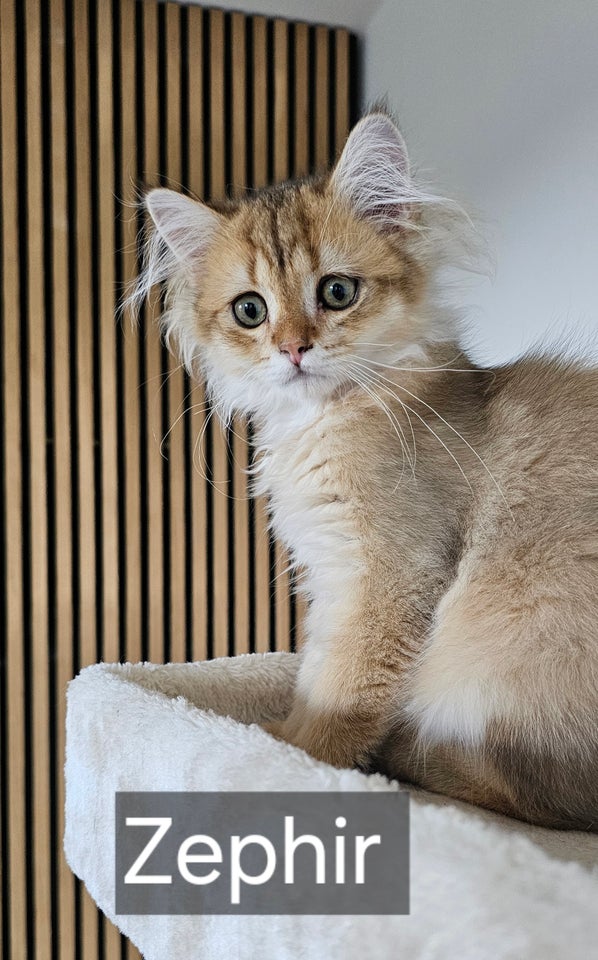 British Shorthair flere