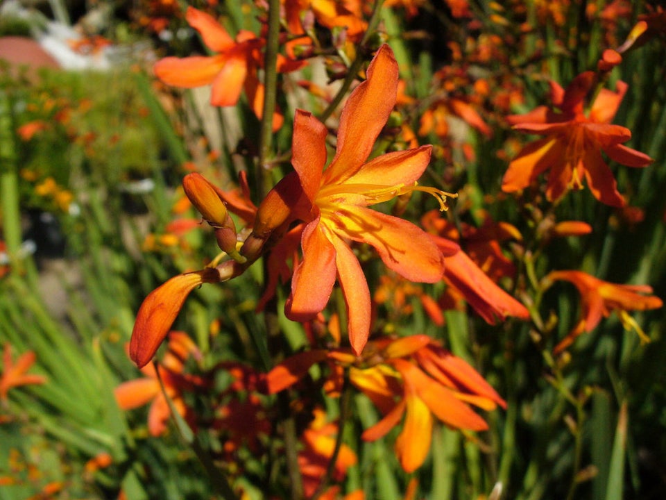 Stauder, Montbretia