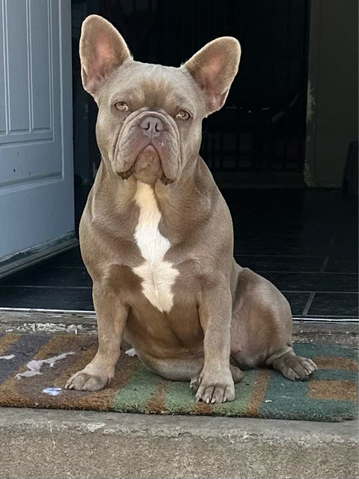 Fransk bulldog, hanhund, 2 år