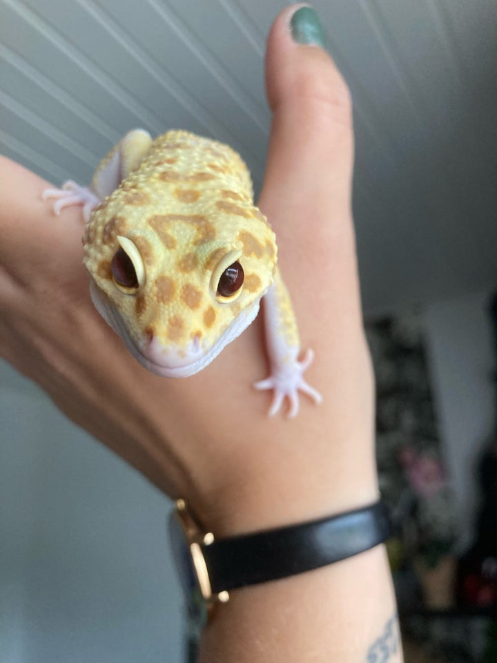 Gekko Leopard gekko