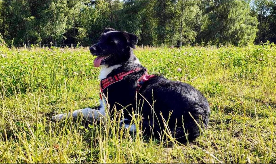 Blandingshund, hund, 2 år