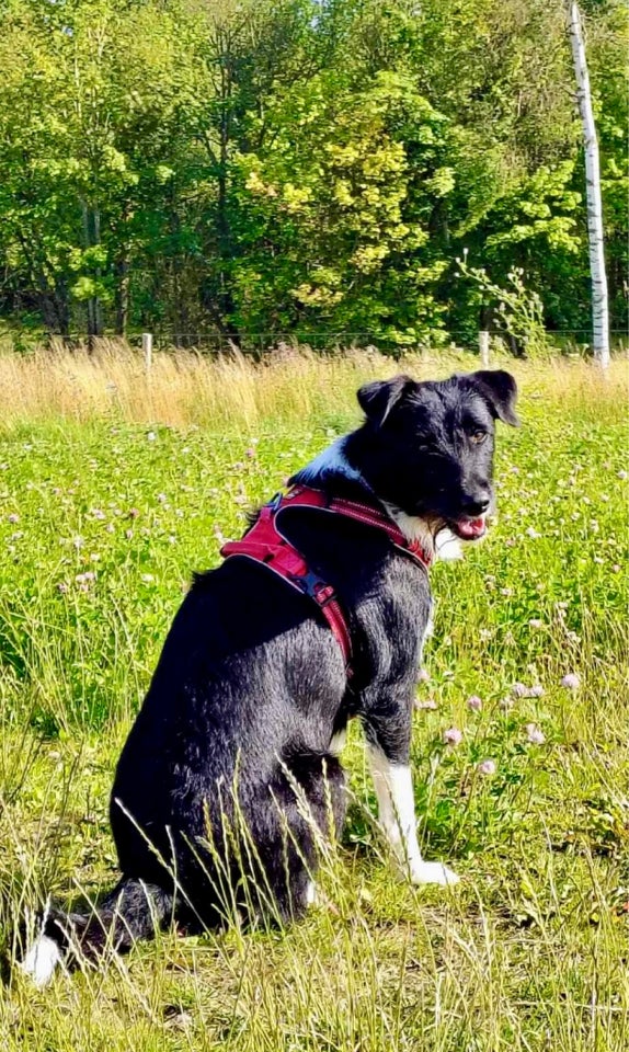 Blandingshund, hund, 2 år